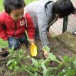 moestuin bewerken